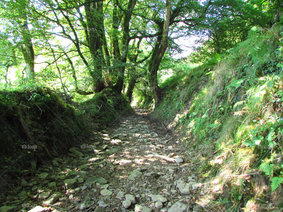 Bridleway to Tarr Steps, Exmoor, Devon, UK