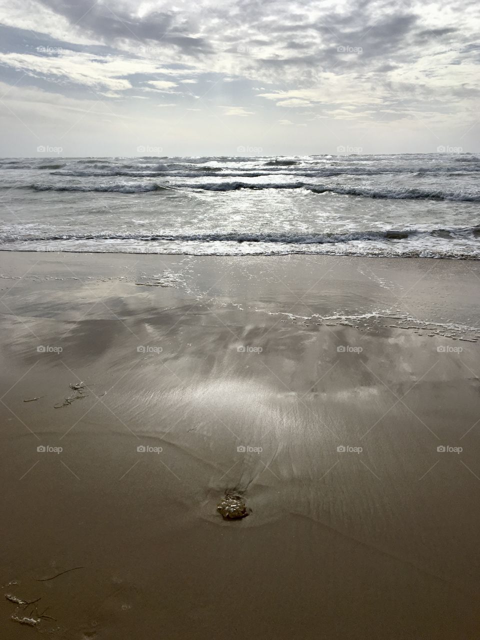 Medusa on beach after storm