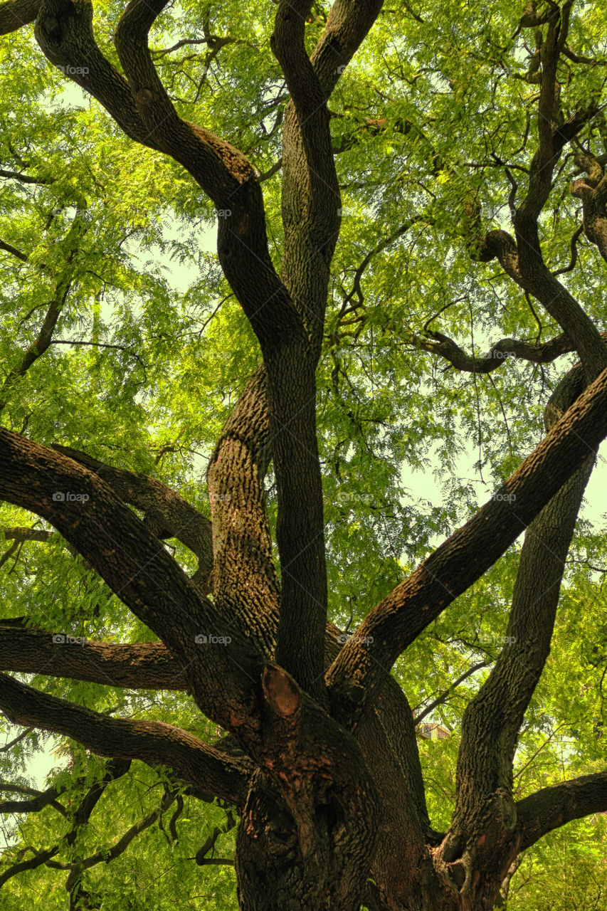 green wood tree brown by jmiguel