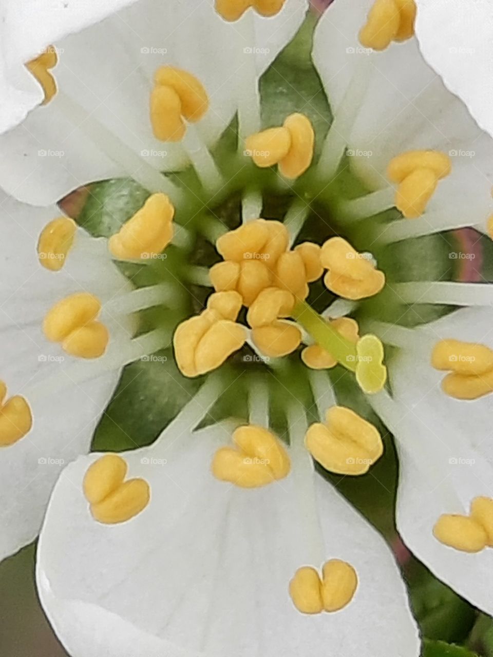 das innere einer blüte gartenblume im garten