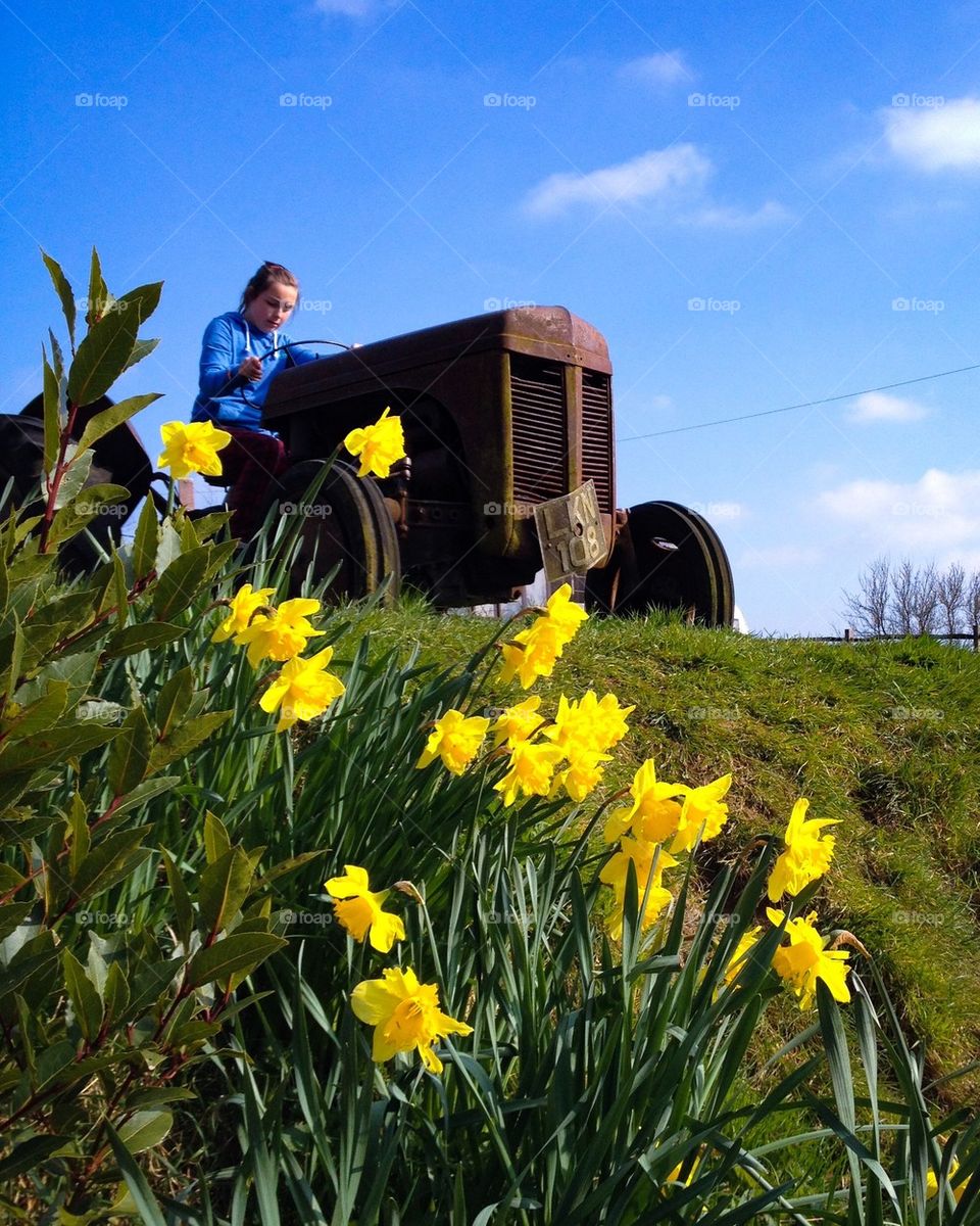 Daffodils in spring 