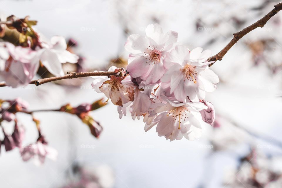 Closeup or macro of of flowers in spring 