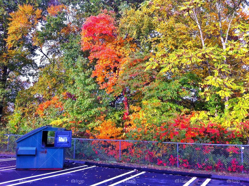 Dumpster with a view...