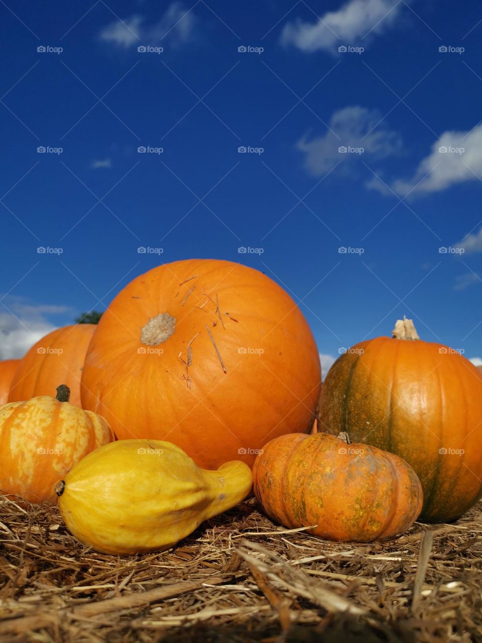 Autumn vibes. Pumpkin time. Before Halloween.