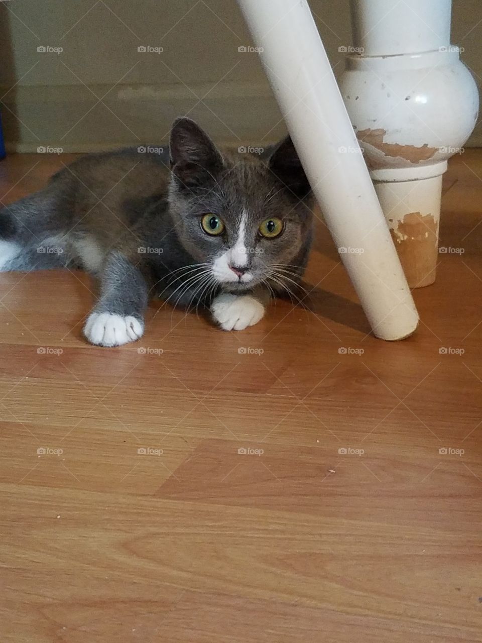 No Person, Cat, Wood, Domestic, Indoors