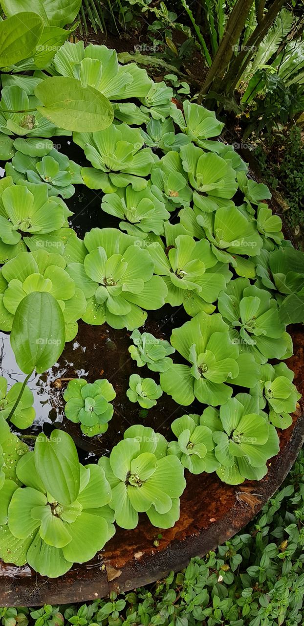 water lily garden