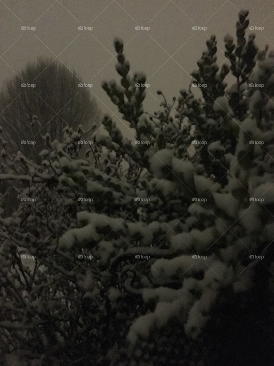 Snow Beauty on tree limbs... white wonderland Kentucky backyard 