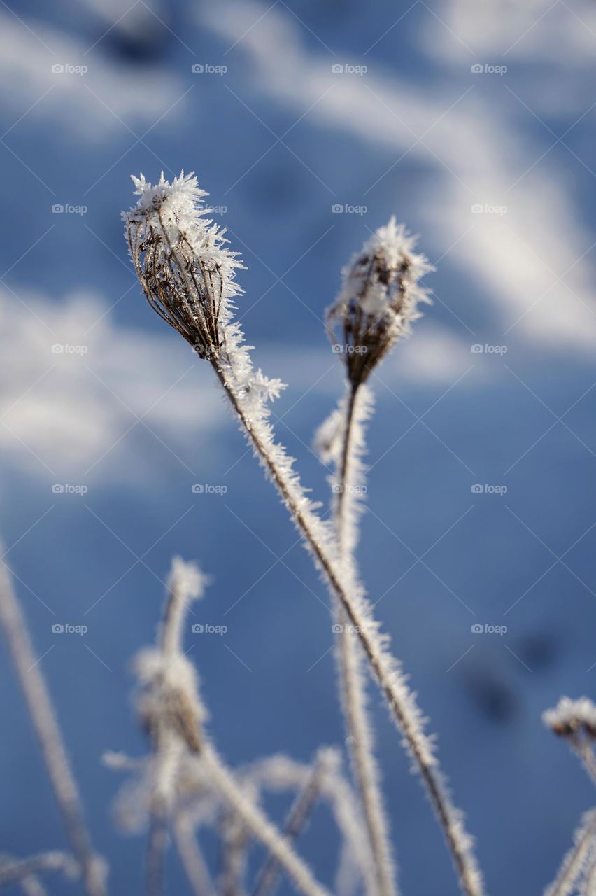 Plant in frost