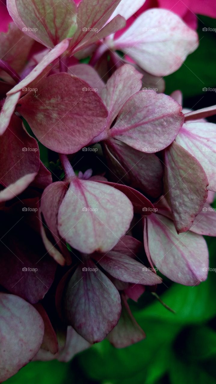 flower close-up