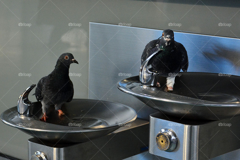 Two pigeons are seen sitting in two water fountains