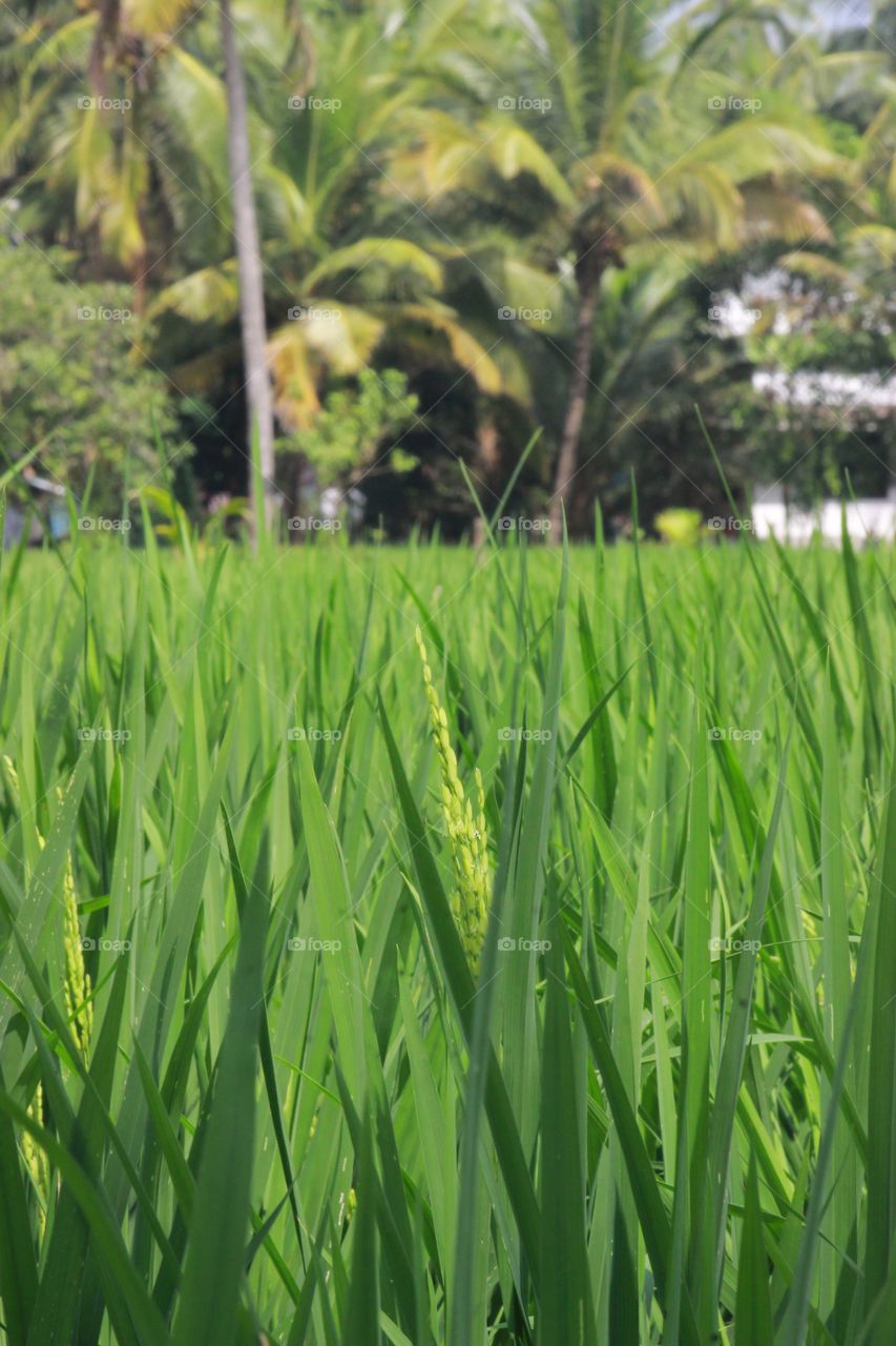 Rice Farming (Agriculture Field)