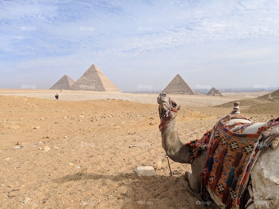 A camel in front of the Great Pyramids of Giza in Egypt