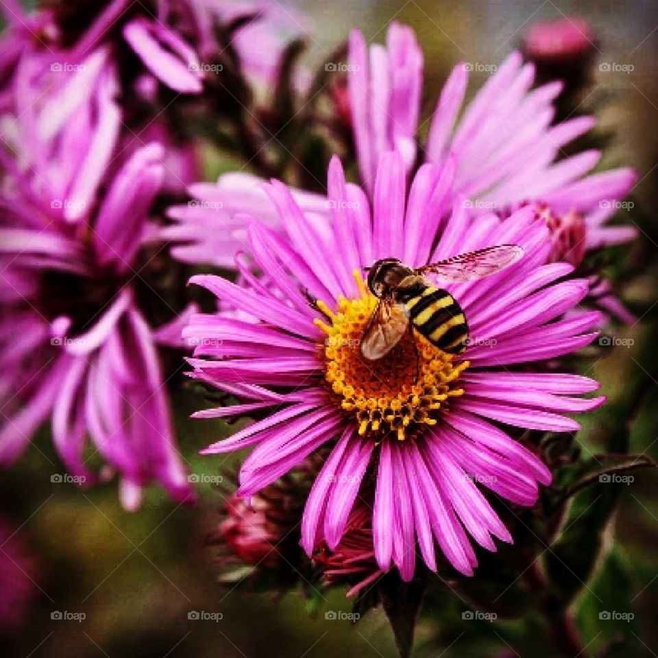 Bee on a pink flower