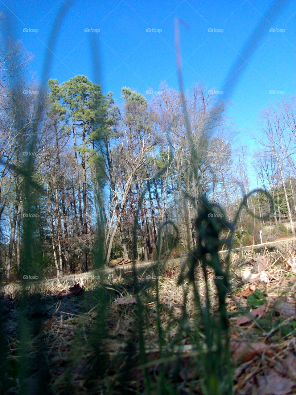 Wood, Landscape, Tree, Nature, No Person