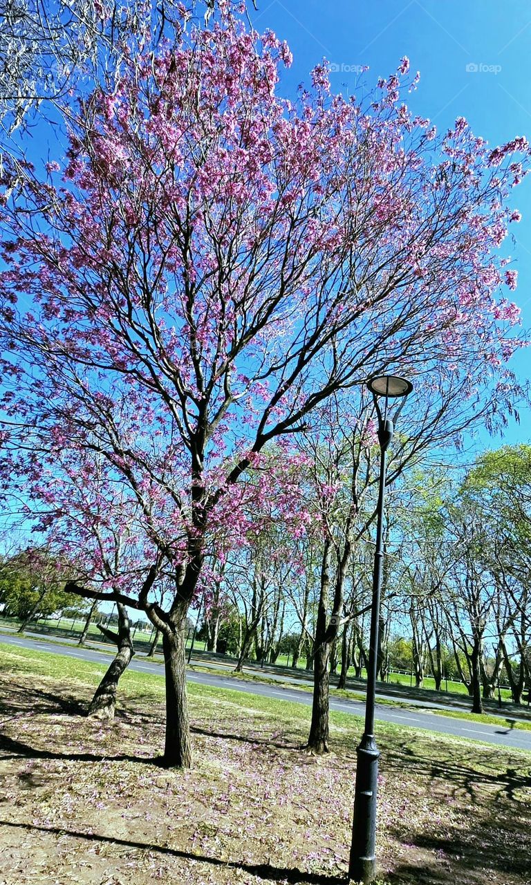 The Lapacho tree in full bloom against a blue sky in the Argentine spring. Note the light green sprouts on the surrounding trees. It's dreamy!