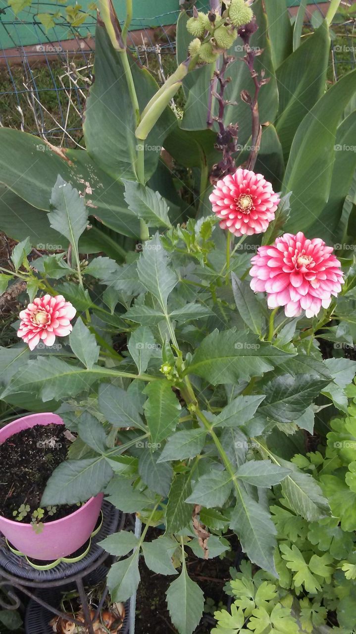 Dahlia blooming like crazy