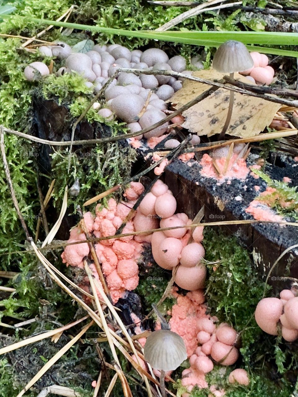 colored mushrooms on a stump