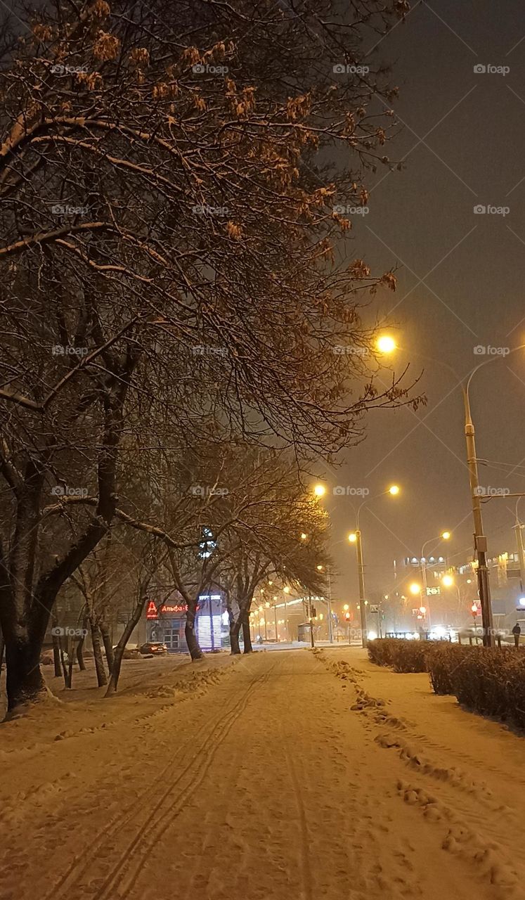 beautiful trees night street view