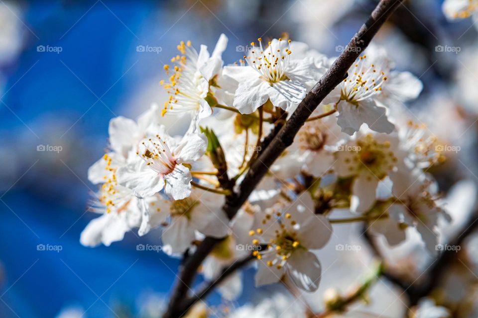 A white spring flowers