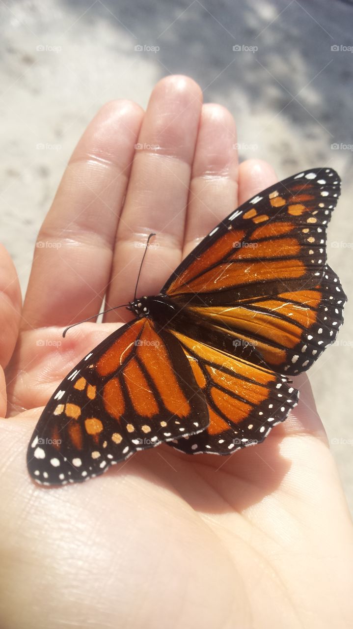 A close-up of a butterfly