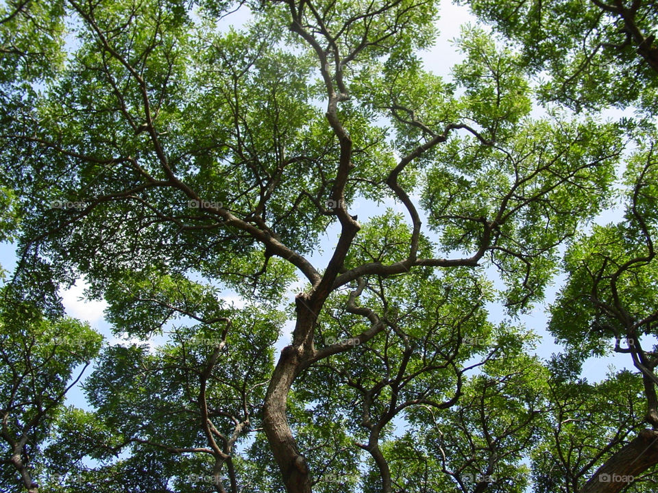 sky green tree leaves by mengzishiliu