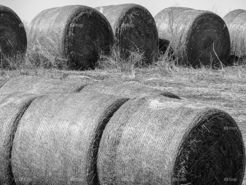 Hay in black and white