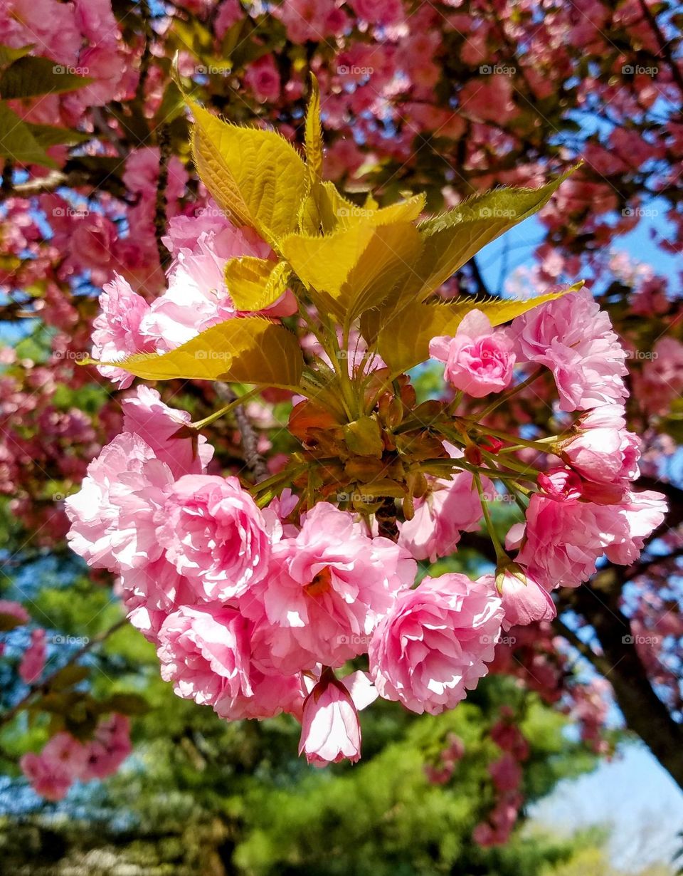 Sakura tree blossom