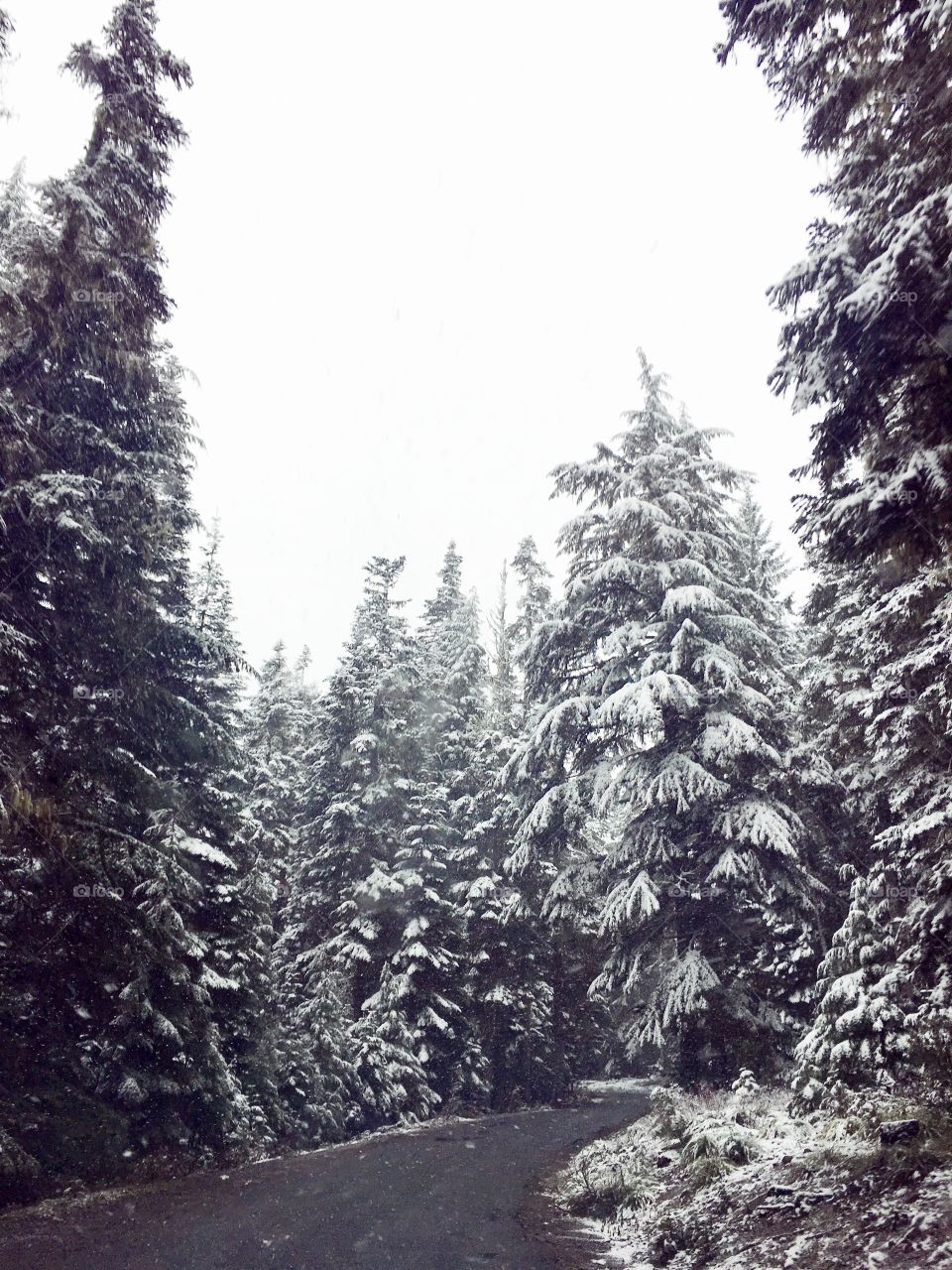 Forest in the winter. Oregon 
