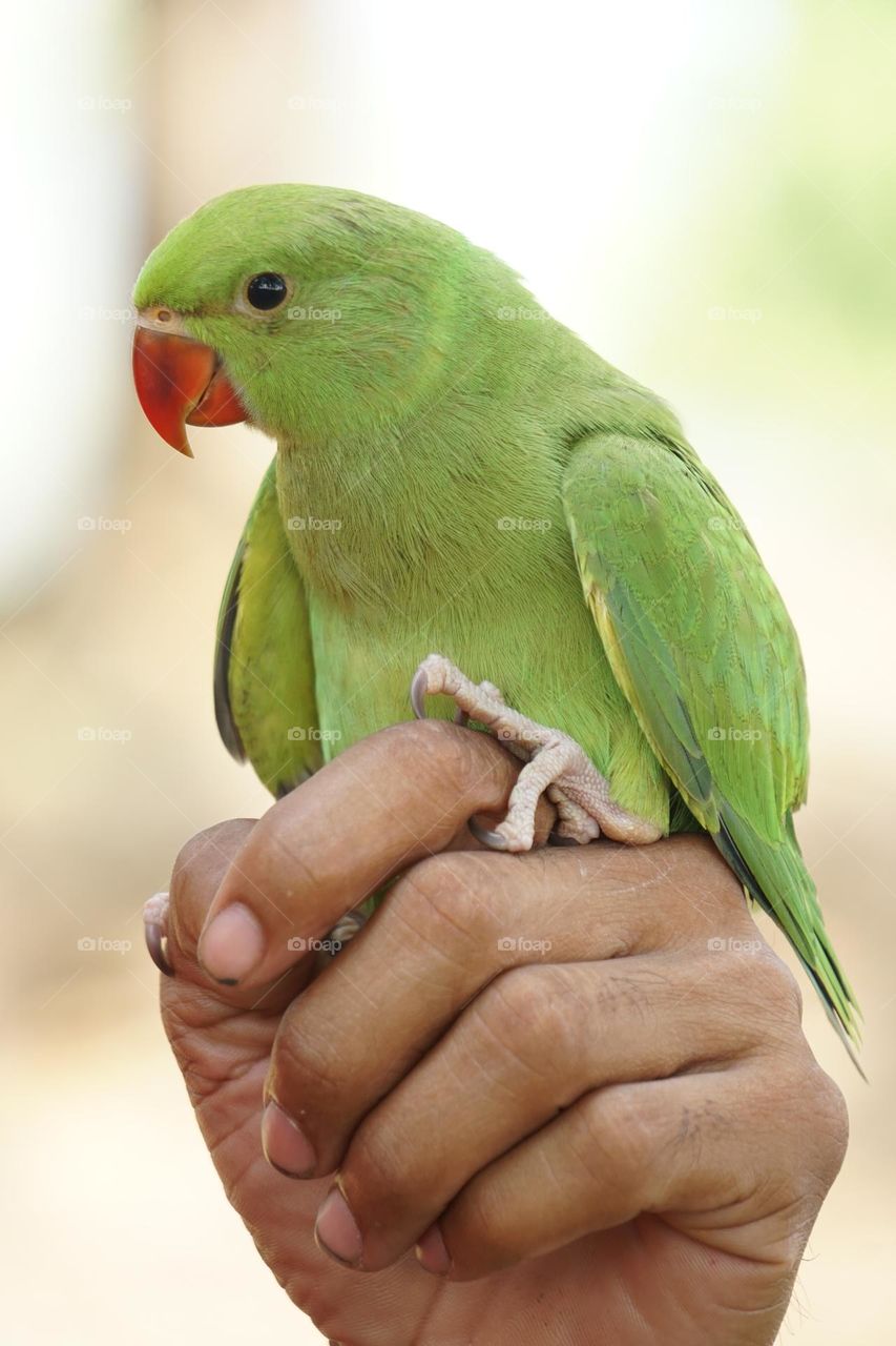 Beautiful bird Parrot