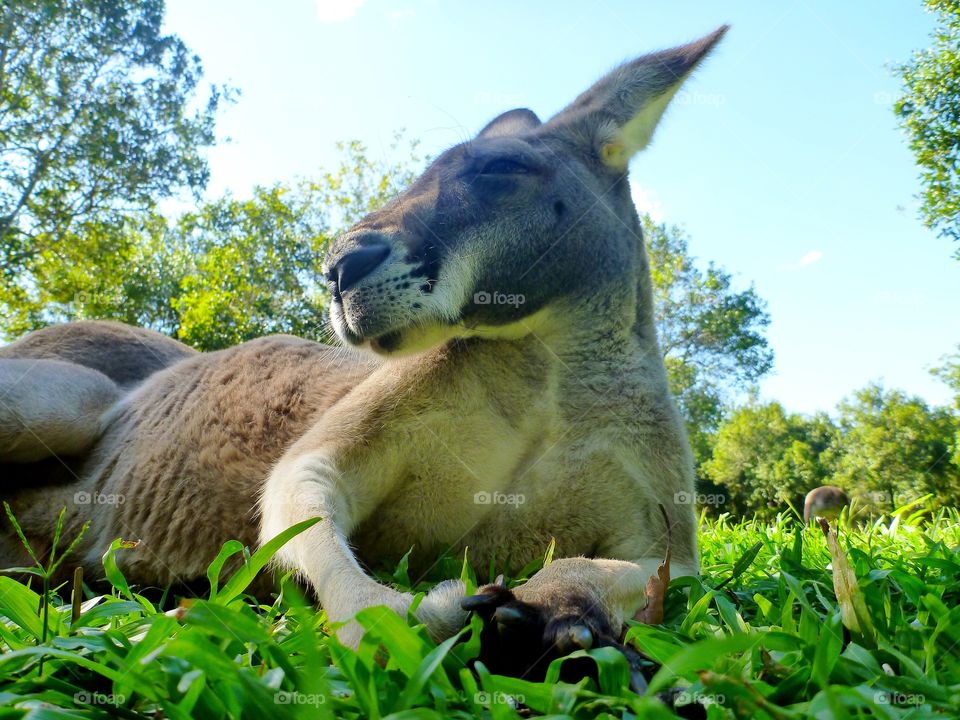 Close-up of a kangaroo