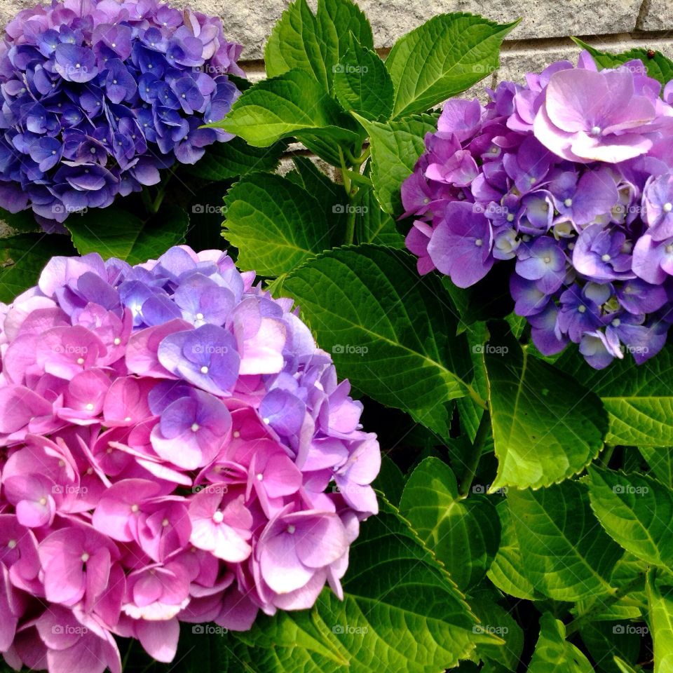 Hydrangea 🌸💜