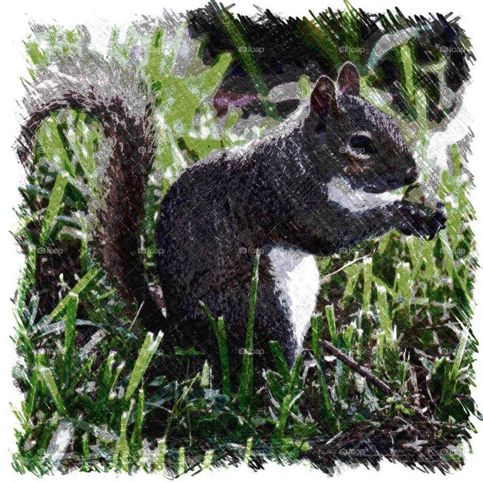 Squirrel 