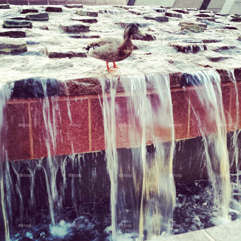Duck in the Fountain. step in all the puddles
