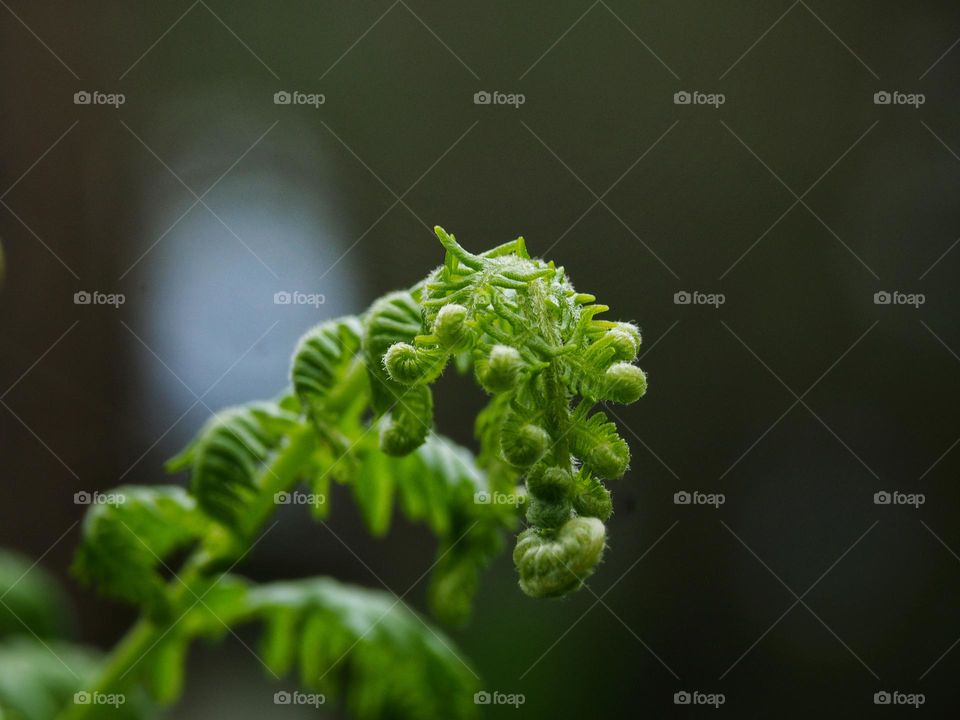 fern leaf