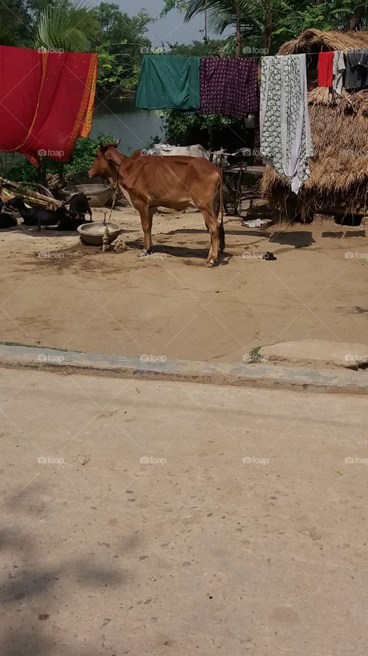 village cow