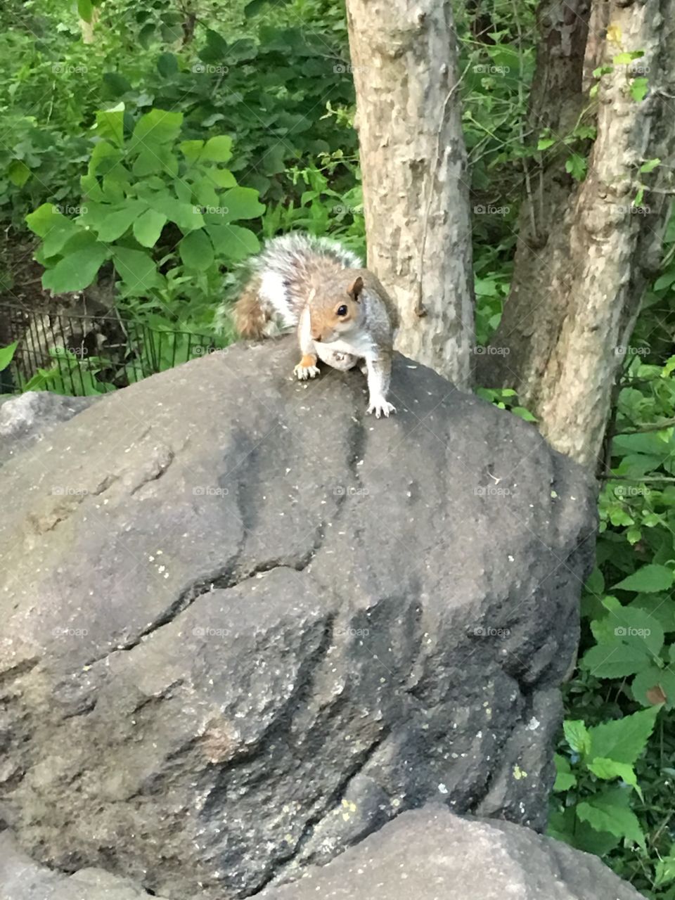 Squirrel on a rock at Central Park in New York City.