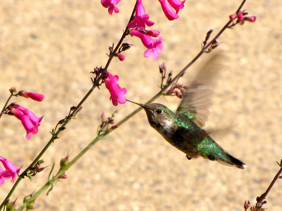 Ruby Hummingbird  