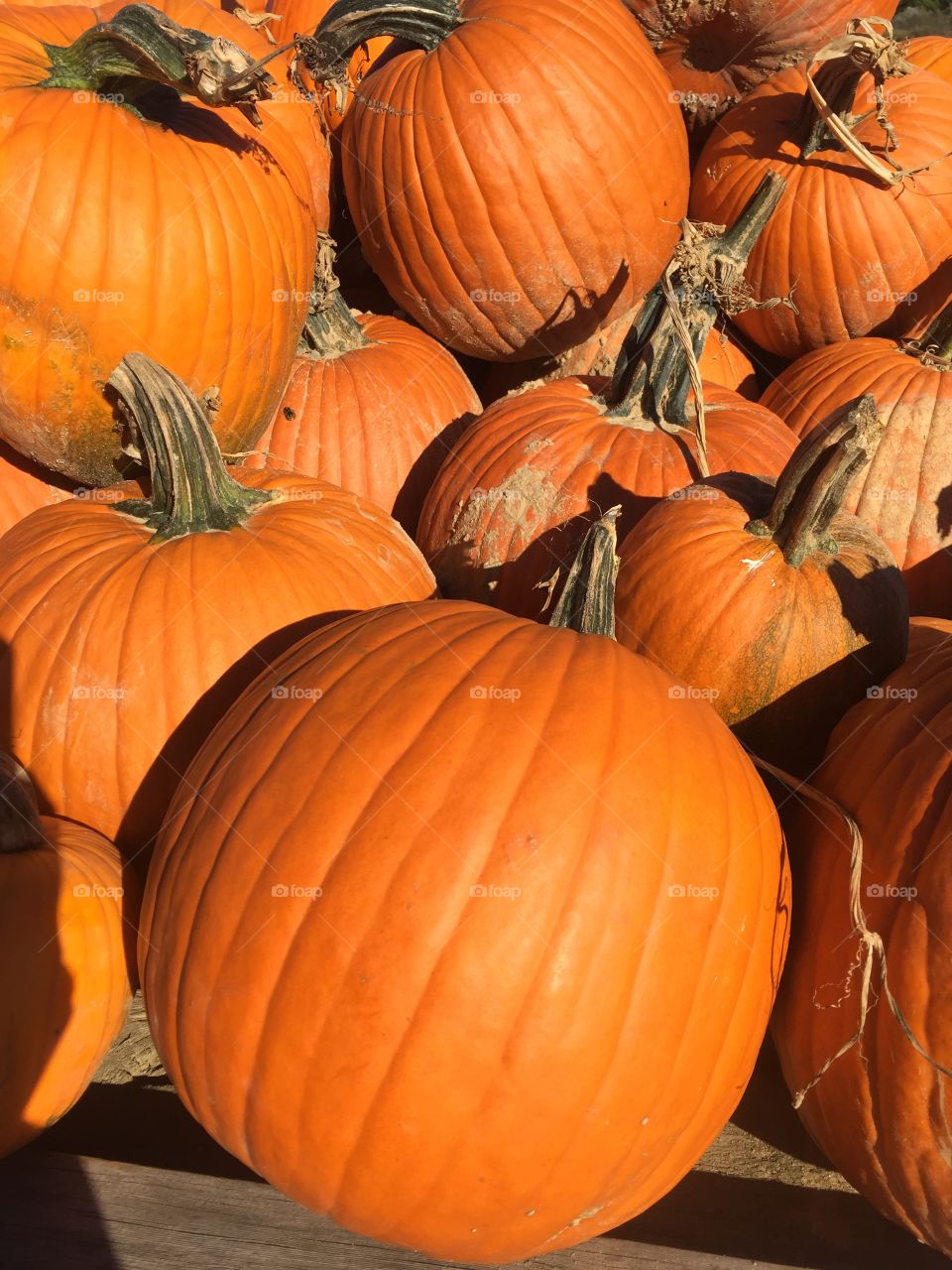 Close-up of Pumpkin