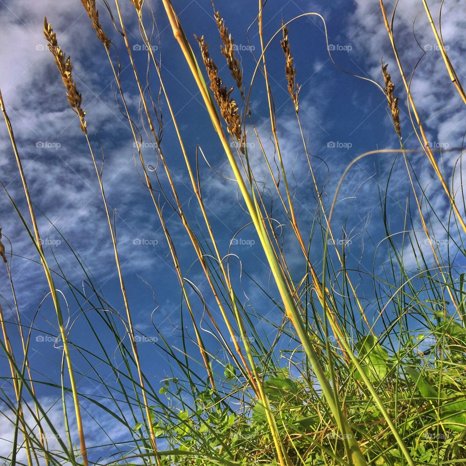 Ocean breeze. Beauty next to the ocean 