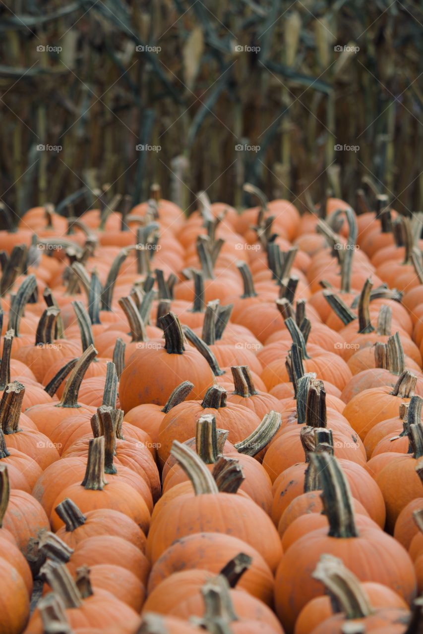 Field of pumpkins