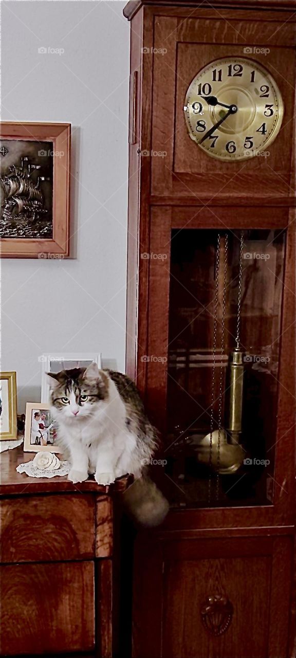 This beautiful little kitty next to the antique clock is “Linda”. She lives with her brother “Roukey” and two humans in a lovely large stylishly furnished one story house in “Bavaria”, Germany where she feels quite at home. 2023. Hypnotic Productions