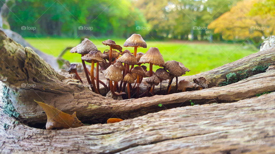 Forest mushrooms on a fallen tree in the park at autumn