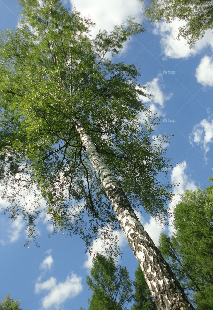 Tree, Wood, Nature, No Person, Leaf