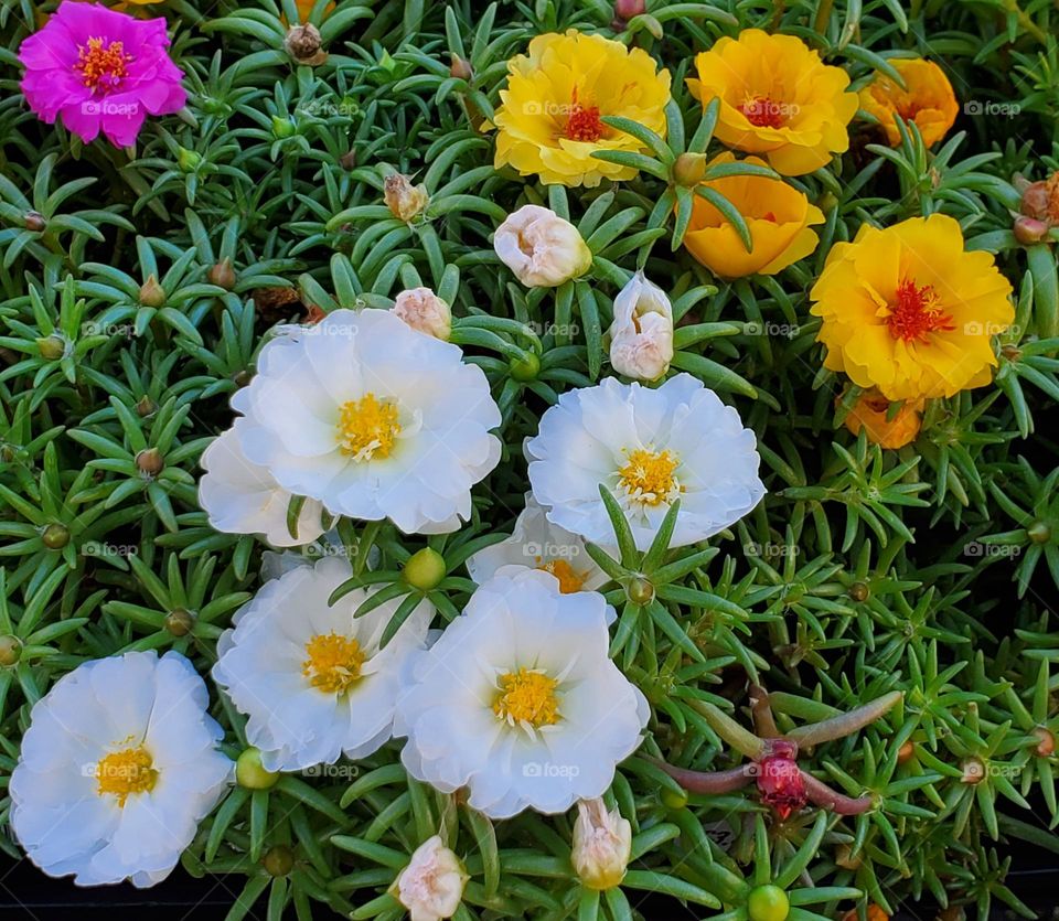 Colorful Flowers of Summer