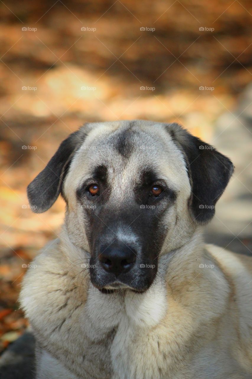 Anatolian Shep