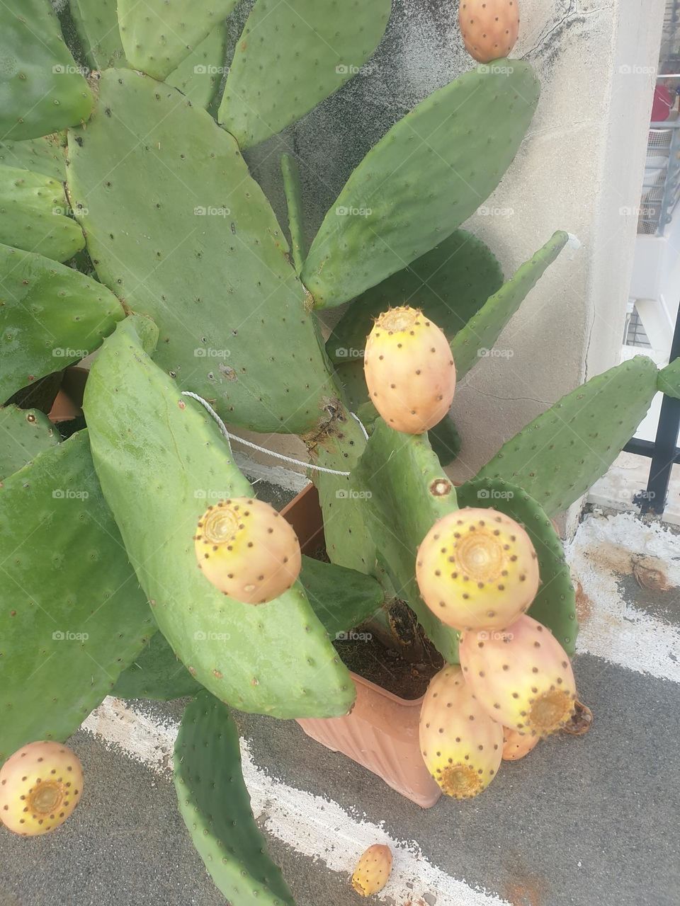 cactus fruits 1