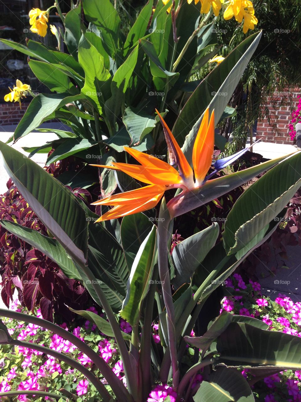 Hawaiian flower. Bird of paradise
