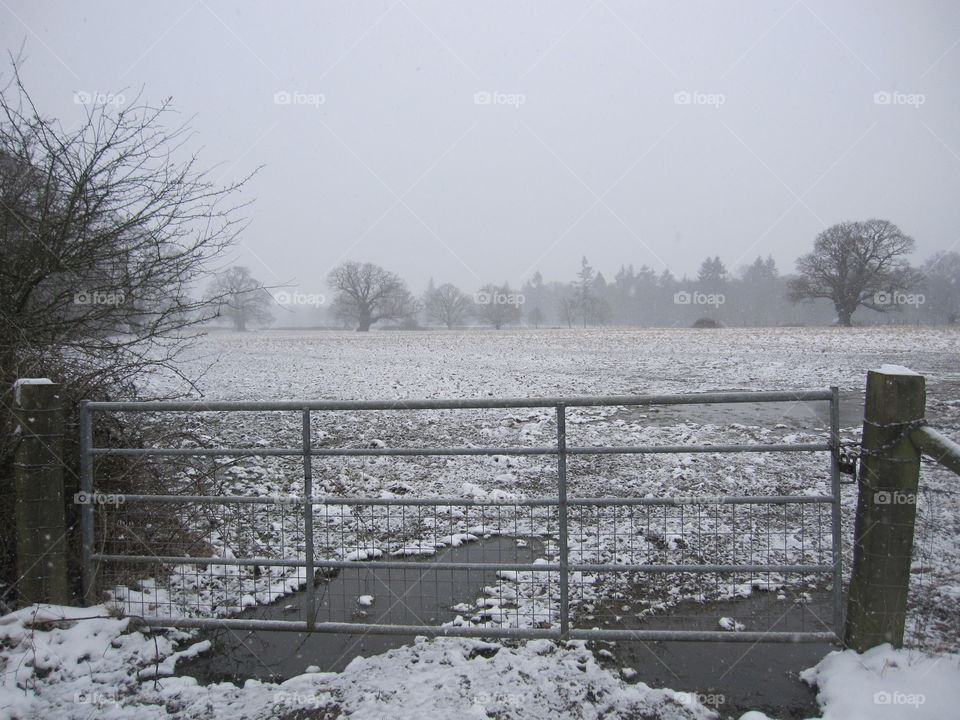 Snowy Field