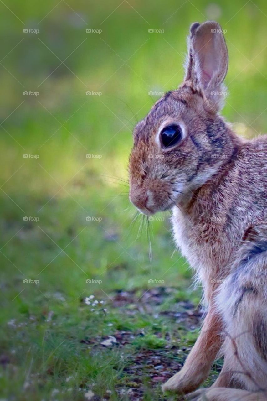 Visit from a Springtime friend