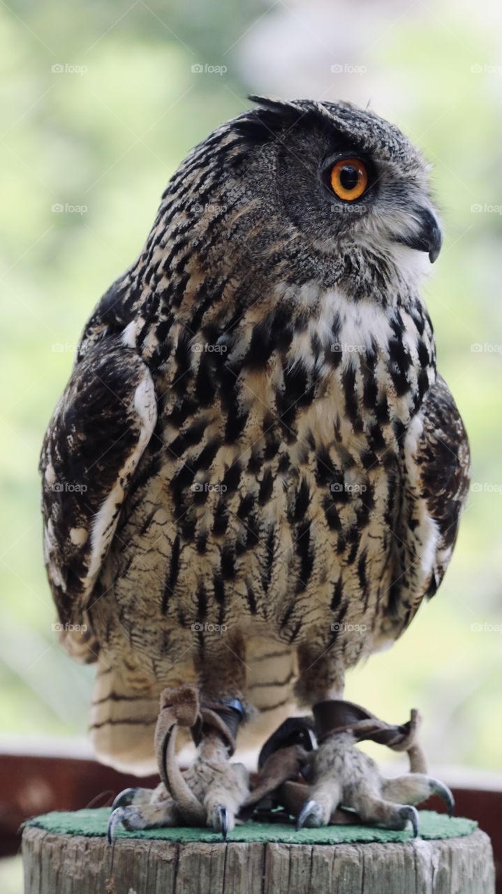 Owl